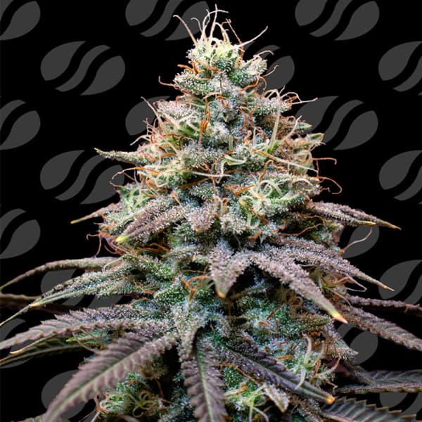 Auto FumePop > Original Sensible Seeds | Autoflowering Hanfsamen  |  Indica